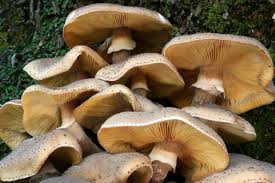 Attēlu rezultāti vaicājumam “Armillaria sp.”