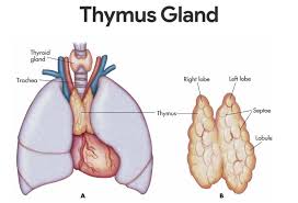 Image result for Thymus
