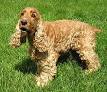 English Cocker Spaniel - Wikipedia, the free encyclopedia