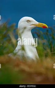 Attēlu rezultāti vaicājumam “Larus argentatus nest”