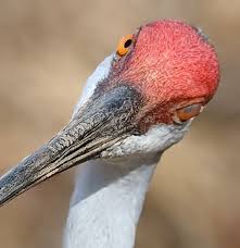 Image result for Grus canadensis