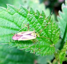 Attēlu rezultāti vaicājumam “Adelphocoris quadripunctatus”
