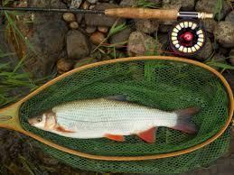 Image result for Chondrostoma nasus