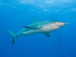 Image result for Carcharhinus galapagensis