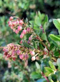 Attēlu rezultāti vaicājumam “Gaultheria cuneata”