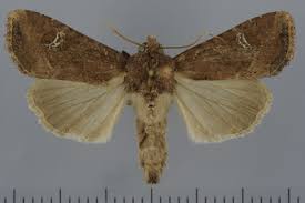 Attēlu rezultāti vaicājumam “Celaena leucostigma”