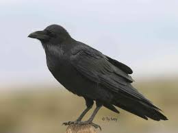 Attēlu rezultāti vaicājumam “Corvus corax”