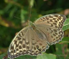 Attēlu rezultāti vaicājumam “Argynnis paphia larva”