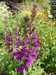 Image result for Lobelien