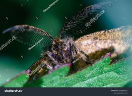 Attēlu rezultāti vaicājumam “Ematurga atomaria”