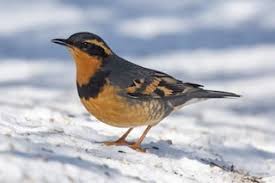 Image result for Ixoreus naevius