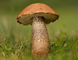 Attēlu rezultāti vaicājumam “Leccinum”