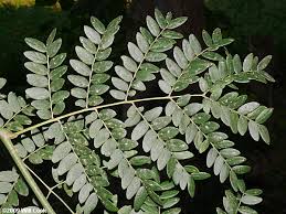 Attēlu rezultāti vaicājumam “Gleditsia triacanthos leaf”
