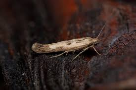 Attēlu rezultāti vaicājumam “Scythris limbella”