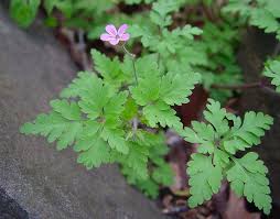 Attēlu rezultāti vaicājumam “Geranium bohemicum leaf”