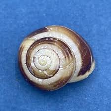 Attēlu rezultāti vaicājumam “Cepaea hortensis”