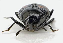 Attēlu rezultāti vaicājumam “Scaphidium quadrimaculatum”