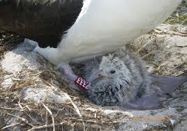 Image result for albatross dead chick