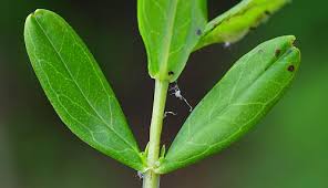 Attēlu rezultāti vaicājumam “Hypericum maculatum leaf”