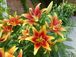 Attēlu rezultāti vaicājumam “Laserpitium pruthenicum”