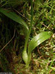Attēlu rezultāti vaicājumam “Hammarbya paludosa leaf”