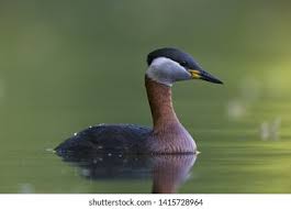 Attēlu rezultāti vaicājumam “Podiceps grisegena adult”