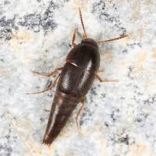 Attēlu rezultāti vaicājumam “Sepedophilus sp.”