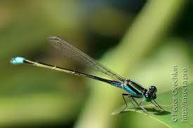 Attēlu rezultāti vaicājumam “Coenagrionidae”