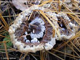 Attēlu rezultāti vaicājumam “Thelephora terrestris”
