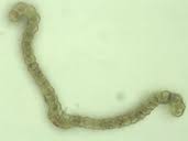 Attēlu rezultāti vaicājumam “Orthotrichum pumilum”