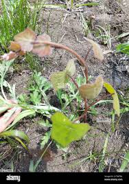 Attēlu rezultāti vaicājumam “Menispermum dauricum leaf”