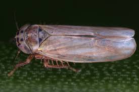 Attēlu rezultāti vaicājumam “Macrosteles nymph”