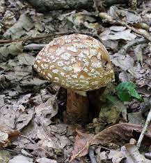 Attēlu rezultāti vaicājumam “Amanita rubescens”