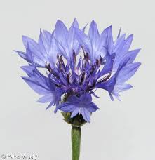 Attēlu rezultāti vaicājumam “Cyanus segetum”