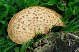 Attēlu rezultāti vaicājumam “Polyporus squamosus”