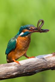 Attēlu rezultāti vaicājumam “Alcedo atthis”