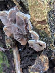 Attēlu rezultāti vaicājumam “Auricularia mesenterica”