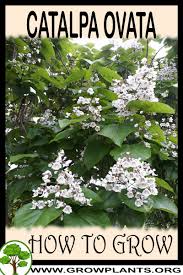 Attēlu rezultāti vaicājumam “Catalpa ovata fruit”