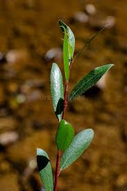 Attēlu rezultāti vaicājumam “Salix triandra male flower”