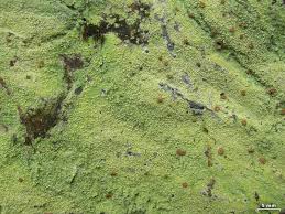 Attēlu rezultāti vaicājumam “Baeomyces rufus”