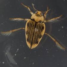 Attēlu rezultāti vaicājumam “Lemanea fluviatilis”