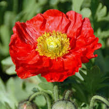 Attēlu rezultāti vaicājumam “Papaver”
