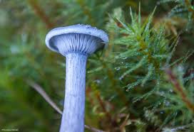 Attēlu rezultāti vaicājumam “Cantharellula umbonata”