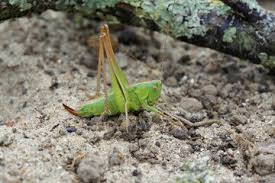 Attēlu rezultāti vaicājumam “Tettigonia cantans”
