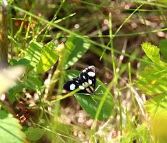 Attēlu rezultāti vaicājumam “Anania funebris”