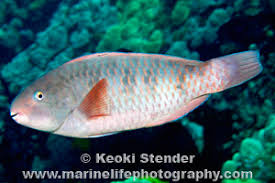 Image result for Chlorurus perspicillatus