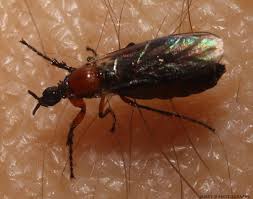 Attēlu rezultāti vaicājumam “Bibionidae female”