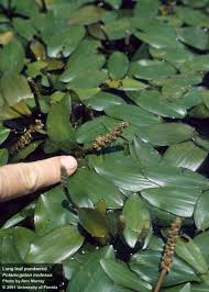 Attēlu rezultāti vaicājumam “Potamogeton compressus leaf”