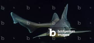 Image result for Mustelus asterias