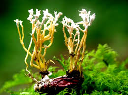 Attēlu rezultāti vaicājumam “Cordyceps polyarthra”